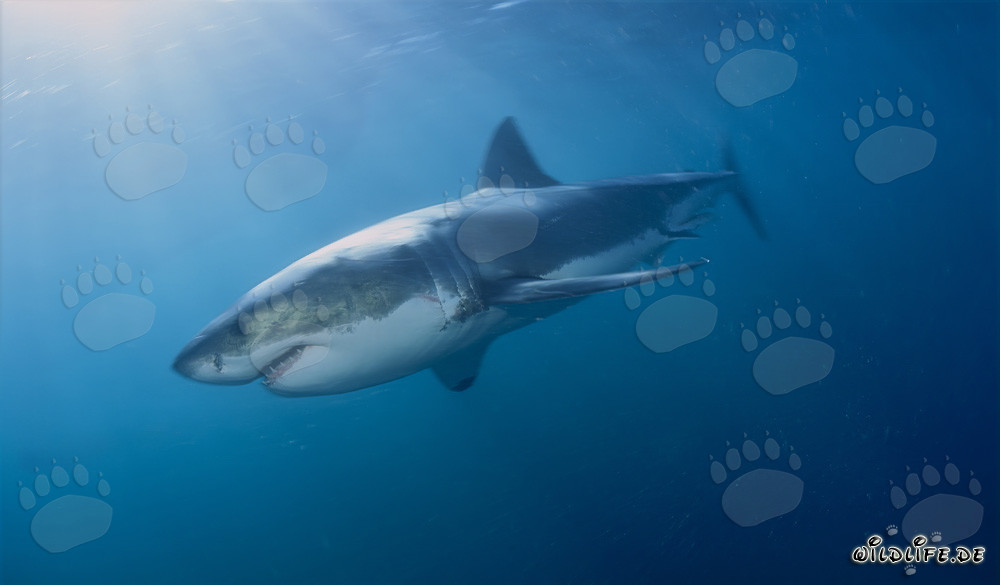 Mythe du Grand Requin Blanc - Les redoutables chasseurs des profondeurs marines
