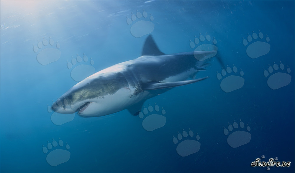 Myth Great White Shark - The feared hunters of the deep sea