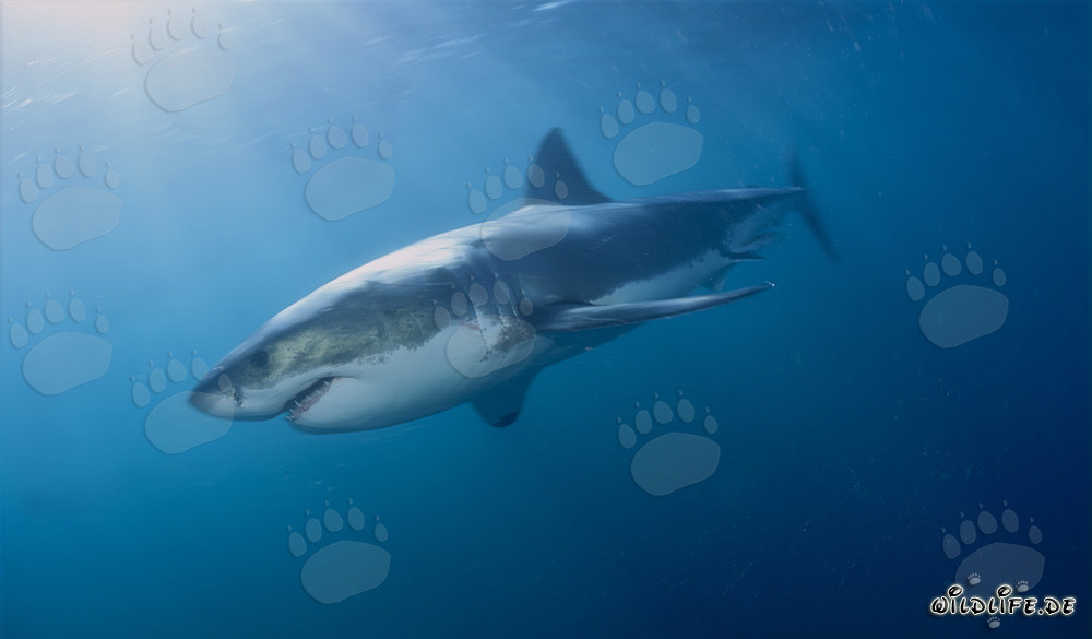 Mito dello Squalo Bianco - I temuti cacciatori delle profondità marine