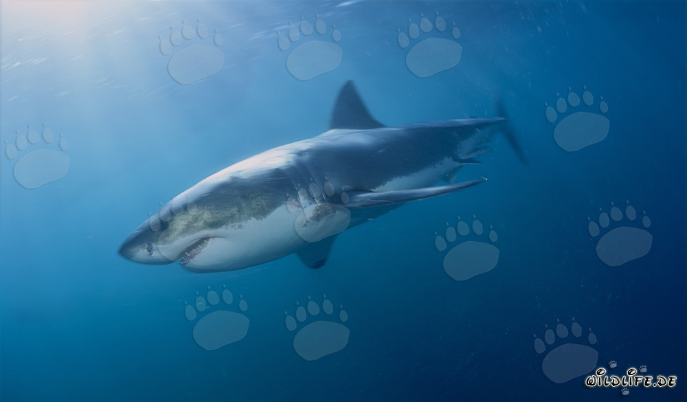 Mito del Tiburón Blanco - Los temidos cazadores de las profundidades marinas