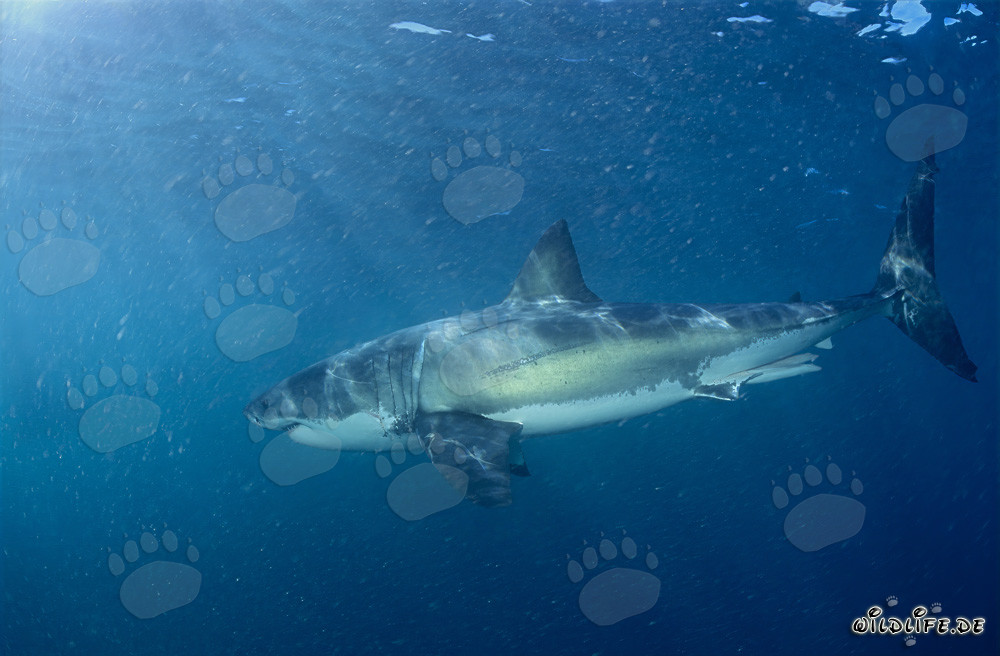 Great White Shark hunting for its favorite prey