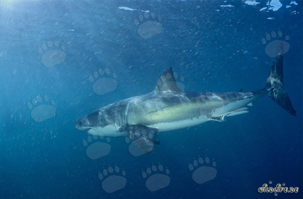 Grand requin blanc à la recherche de sa proie préférée