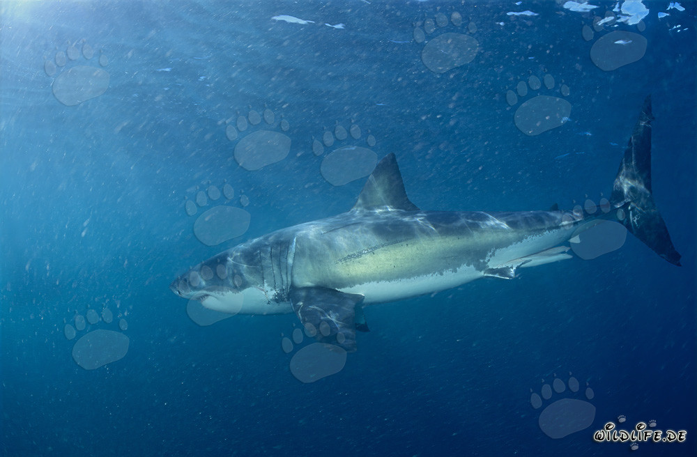 Gran tiburón blanco en busca de su presa favorita
