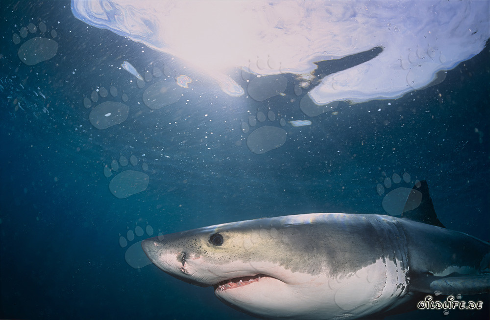 Portrait d'un jeune grand requin blanc