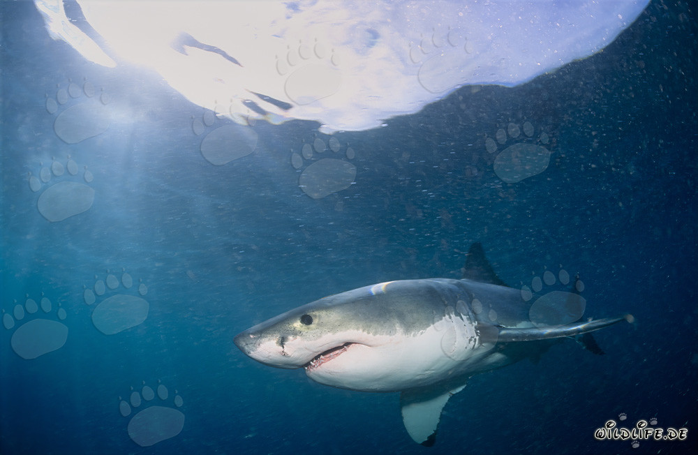 Fascinating Predator: Great White Shark off the South African Coast