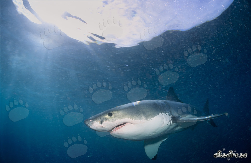 Predatore affascinante: Squalo bianco al largo della costa sudafricana