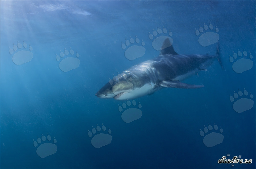 Grand requin blanc fascinant au large de la côte sud-africaine