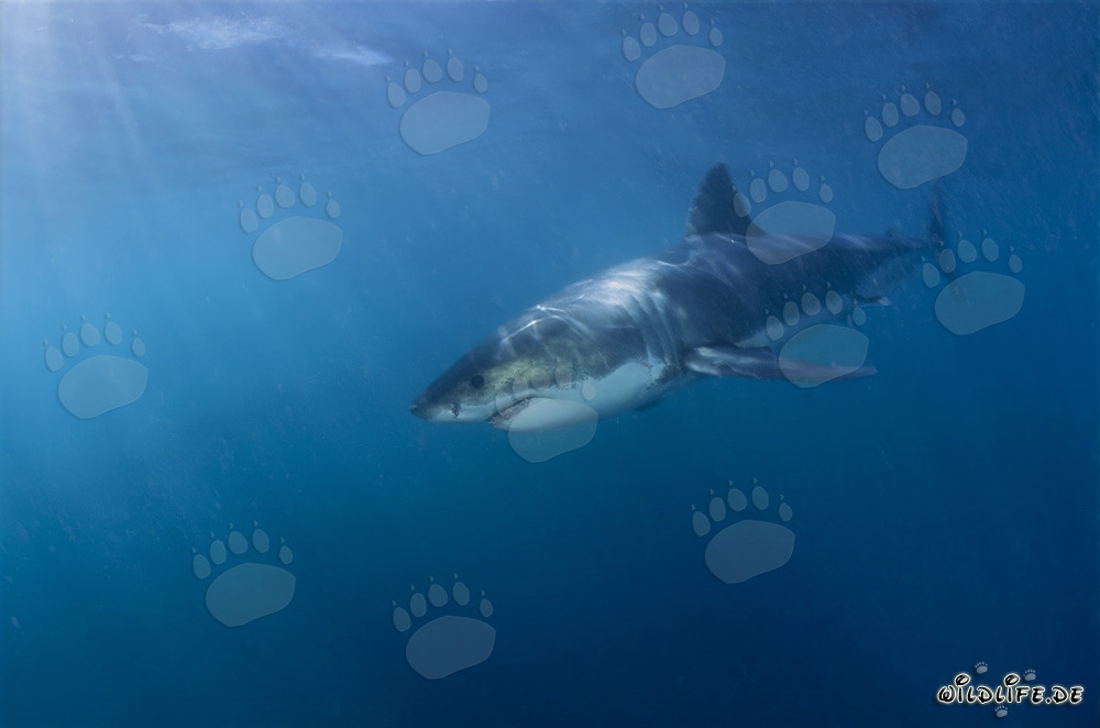 Fascinating Great White Shark off the South African Coast
