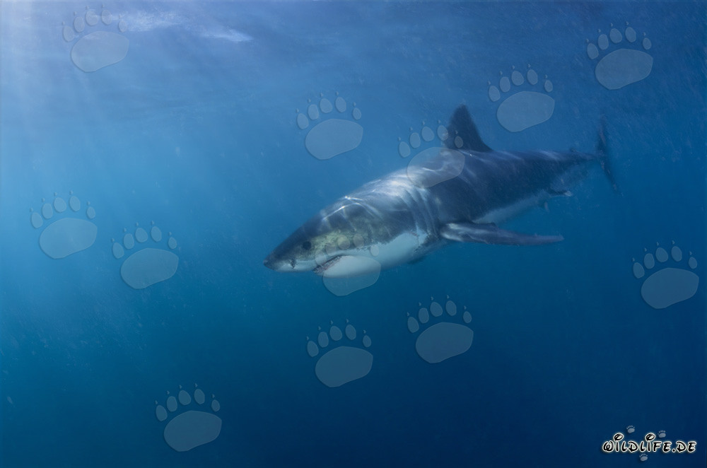 Affascinante squalo bianco al largo della costa sudafricana