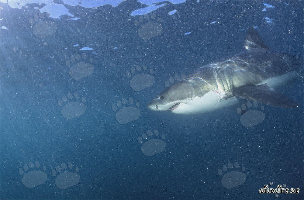 Gran tiburón blanco rodeado de plancton
