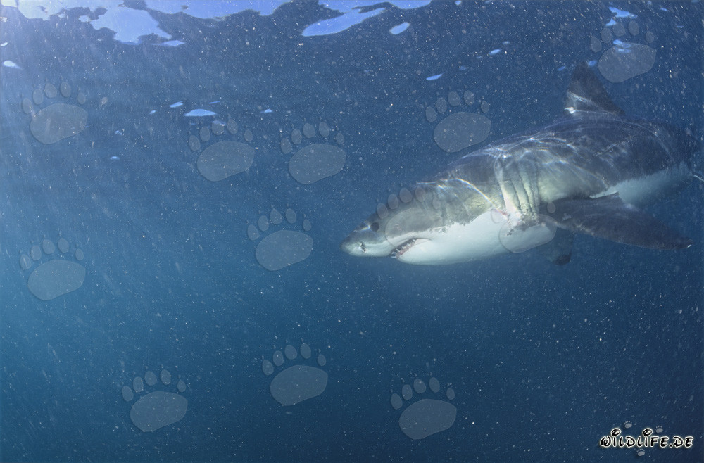 Grand requin blanc entouré de plancton