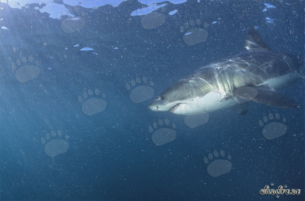 Great White Shark surrounded by Plankton