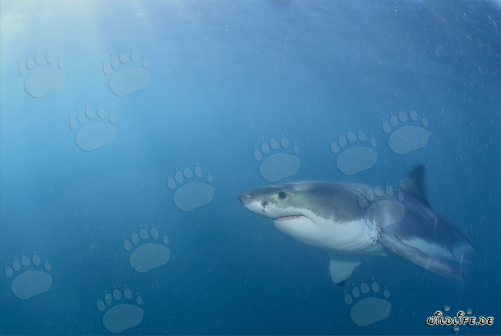 Gran tiburón blanco frente a la costa sudafricana