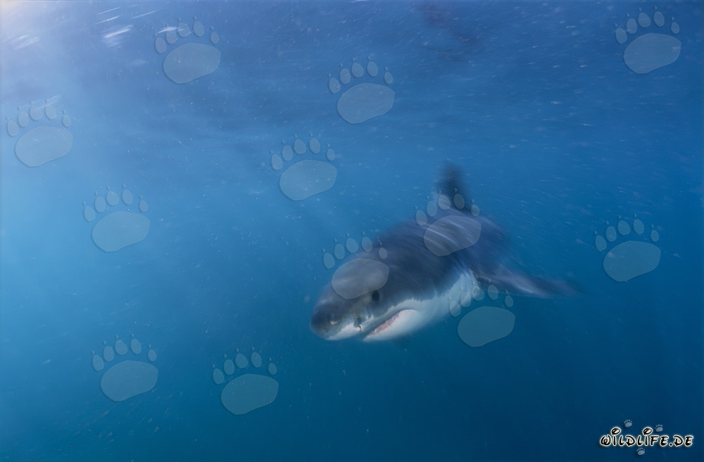 Baby Great White Shark searching for prey