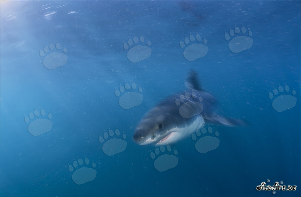 Jeune requin blanc dans l'eau riche en plancton