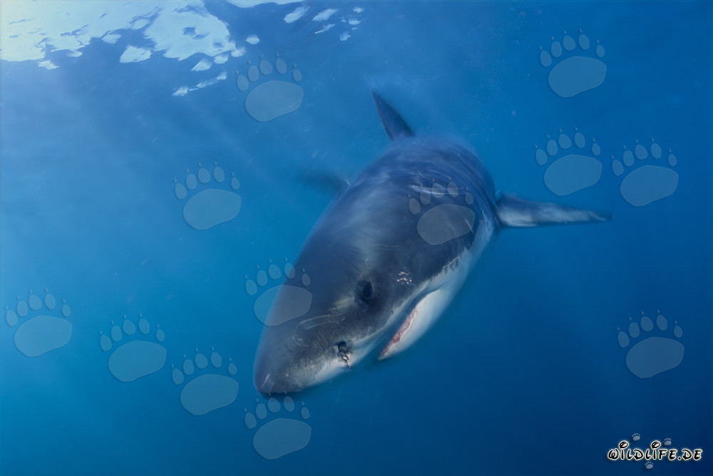 Baby Great White Shark