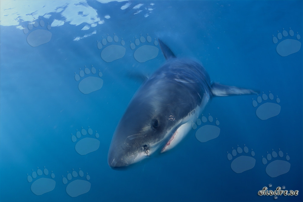 Jeune requin blanc avec des traces de blessures