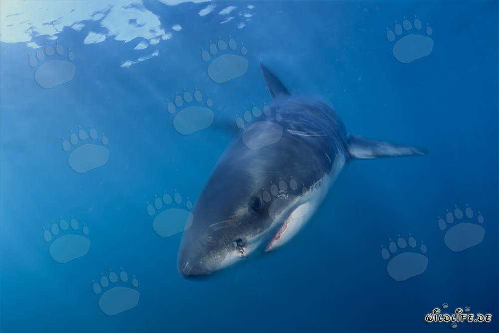Bebé tiburón blanco con señales de lesiones
