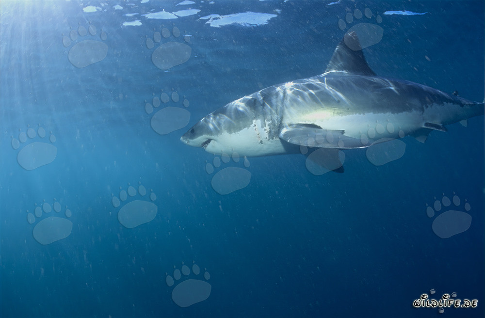 Gran tiburón blanco observando colonia de focas en Sudáfrica