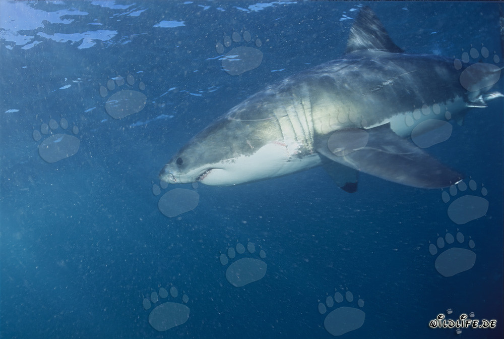 Fascinante Depredador: El Tiburón Blanco