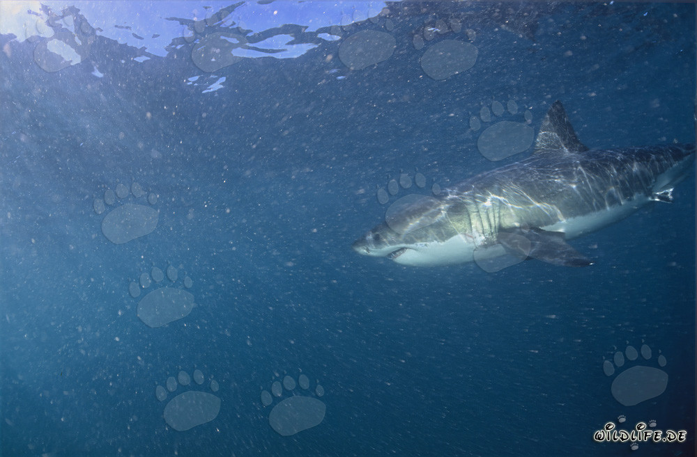 Great White Shark near Geyser Rock and Dyer Island