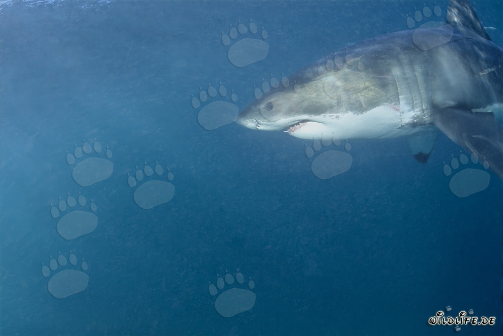 Great portrait of a Great White Shark