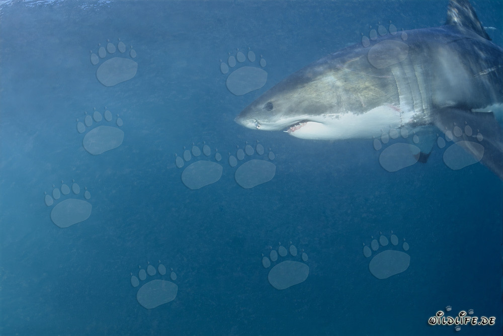 Superbe portrait d'un grand requin blanc