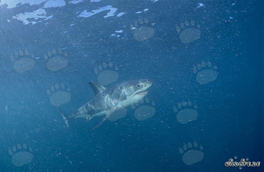 Jeune exemplaire du Grand Requin Blanc dans une mer pleine de plancton