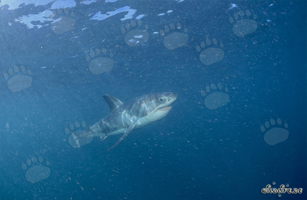 Young White Shark in plankton-rich ocean waters
