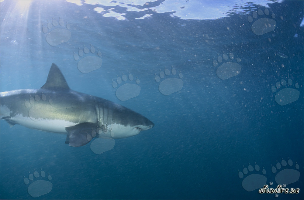 Elegant Hunter Great White Sharks off the South African Coast