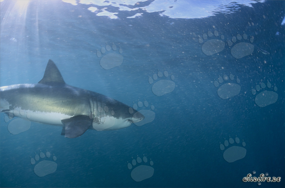 Elegante cazador Tiburones blancos en la costa sudafricana