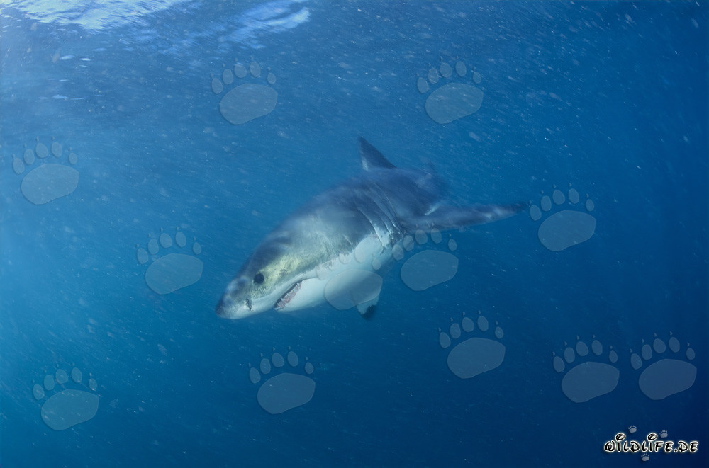 Baby Great White Shark observed in the clear waters off the coast of South Africa