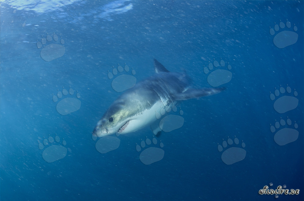 Bebé tiburón blanco observado en aguas cristalinas frente a la costa de Sudáfrica