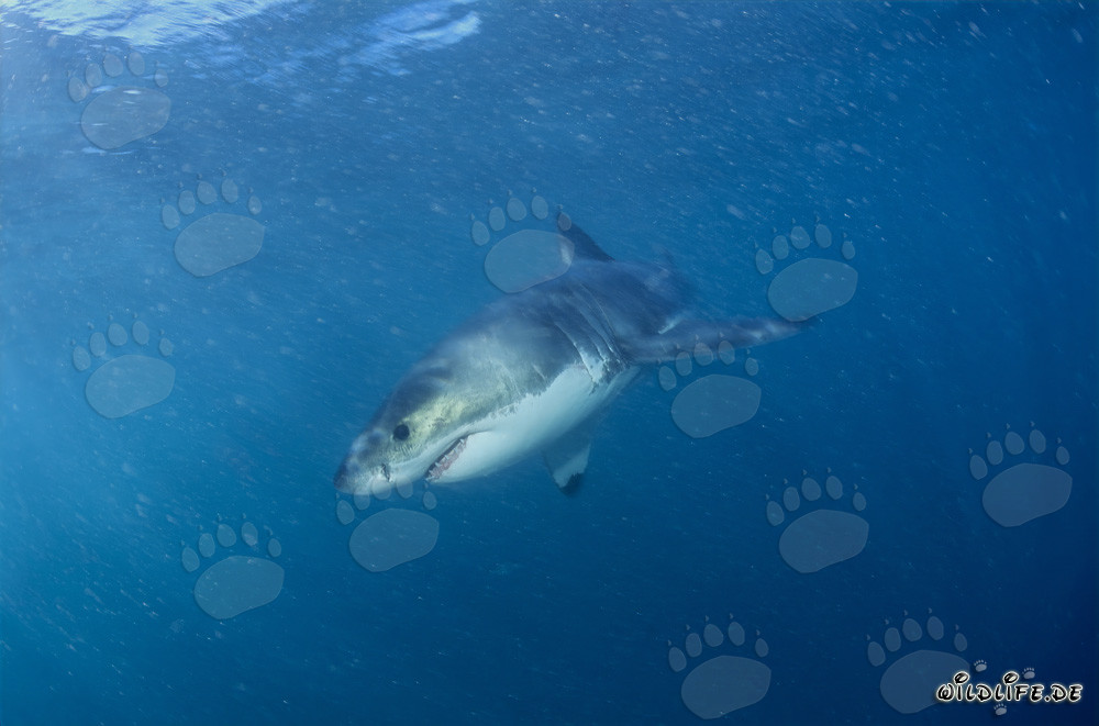 Jeune requin blanc observé dans l'eau claire au large des côtes sud-africaines