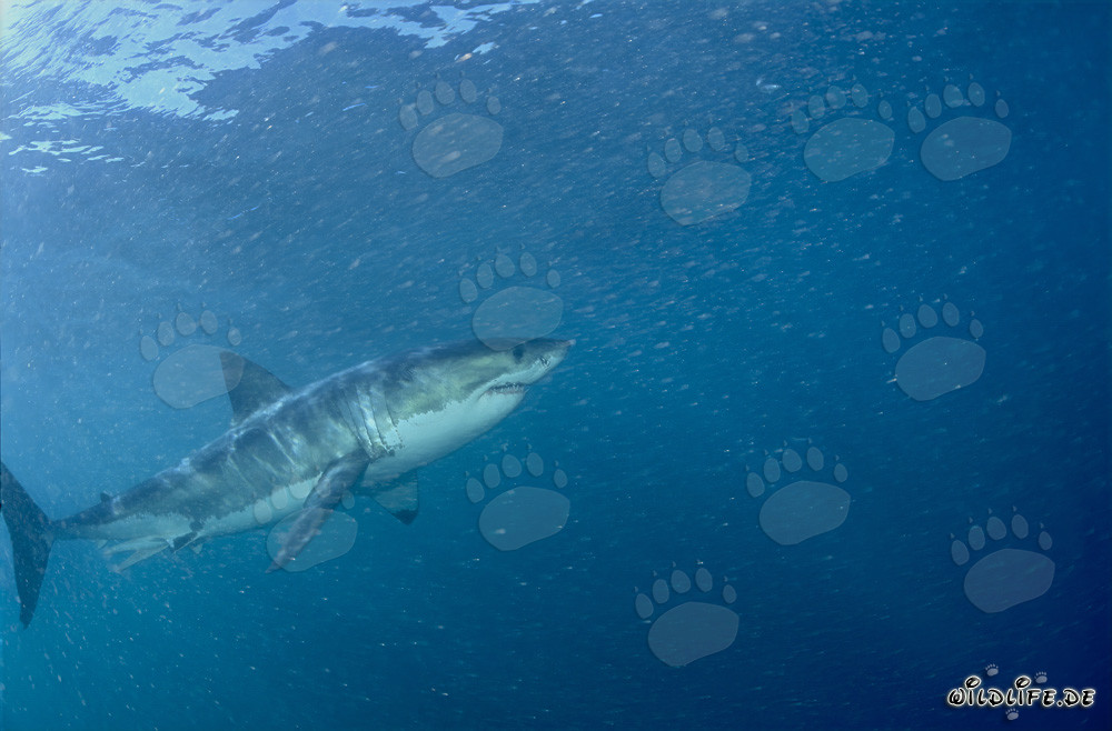 Le fascinant grand requin blanc au large des côtes sud-africaines
