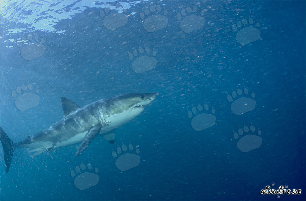Fascinante Gran Tiburón Blanco frente a la costa de Sudáfrica