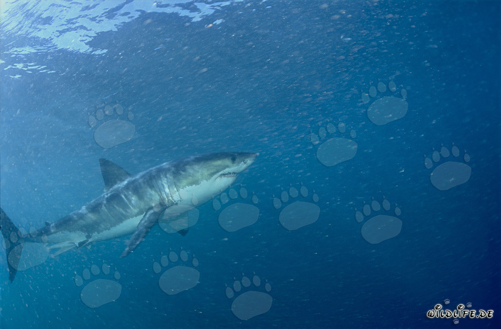 Fascinating Great White Shark off the Coast of South Africa