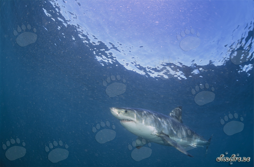 Gran tiburón blanco cazando lobos marinos sudafricanos