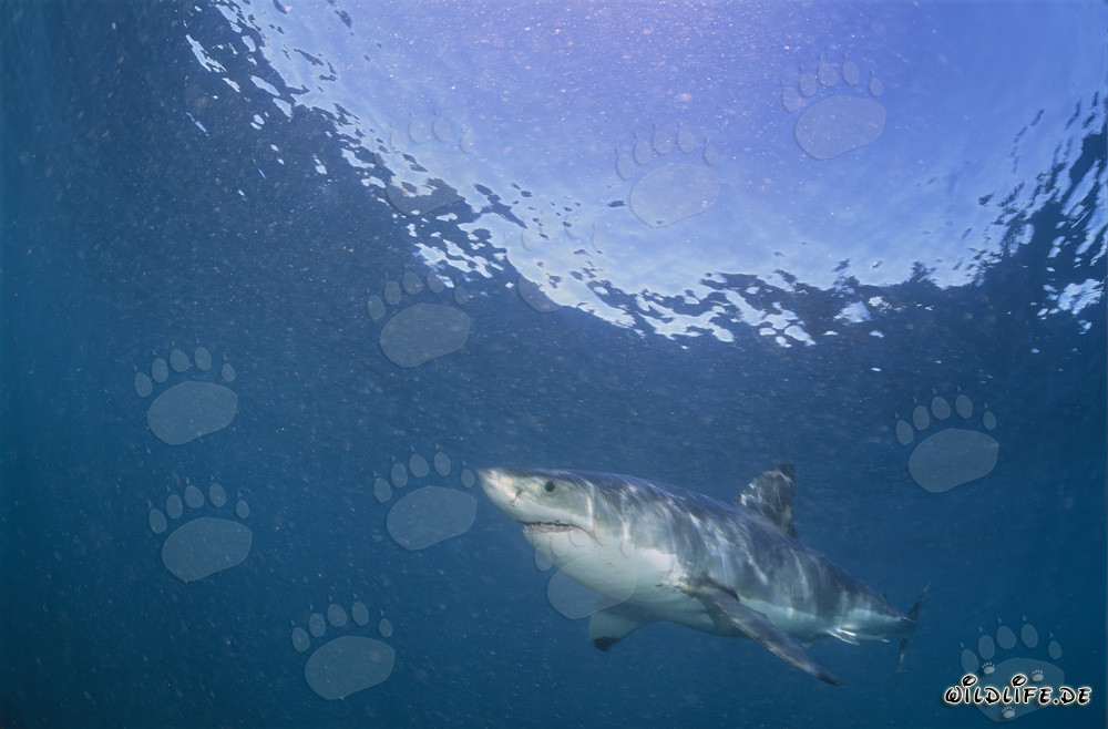 Grand requin blanc chassant les otaries à fourrure d'Afrique du Sud