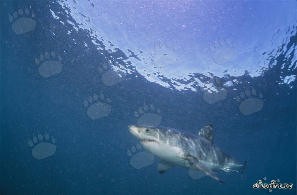 Grande squalo bianco in caccia di foche pellicciaie sudafricane