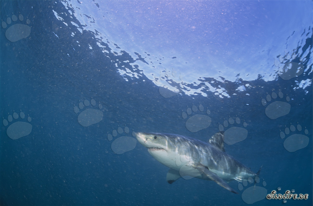 Great White Shark Hunting South African Fur Seals