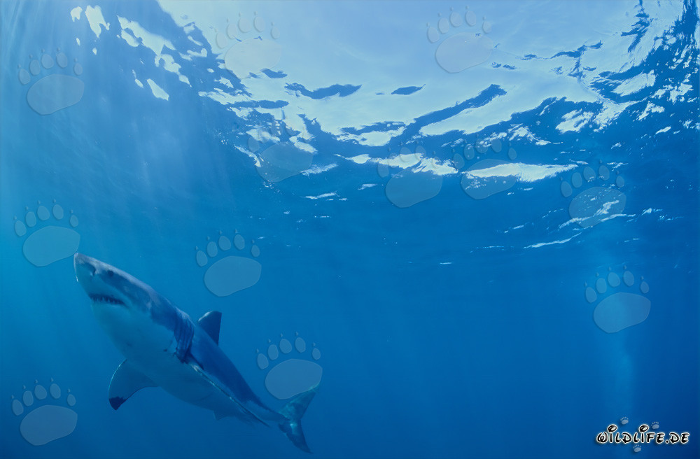 Great White Shark Observing Seal Colony near Geyser Rock
