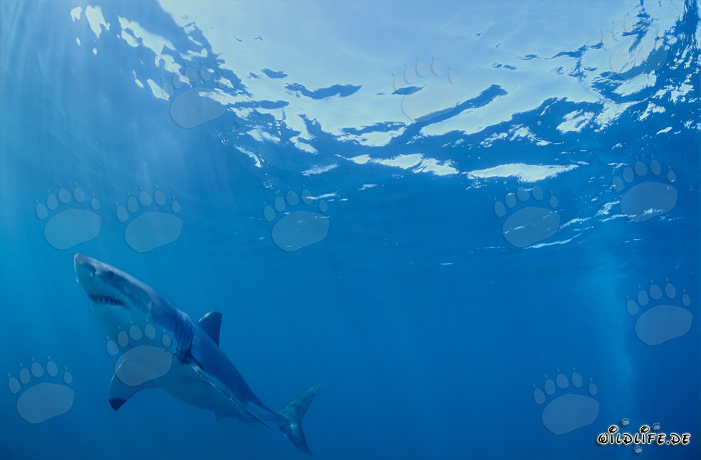 Requin blanc observant la colonie de phoques devant Geyser Rock