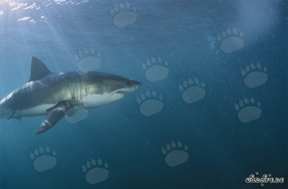 Grand Requin Blanc Impressionnant au large de la côte sud-africaine
