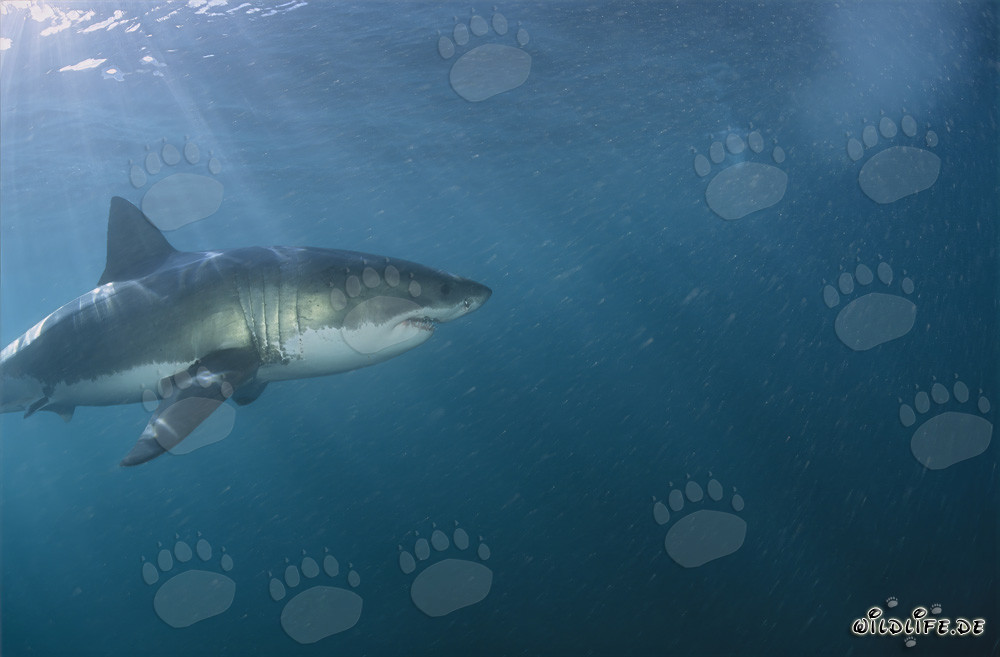 Impressive Great White Shark off the South African Coast