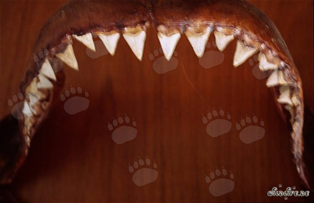 Mâchoire imposante d'un énorme requin blanc