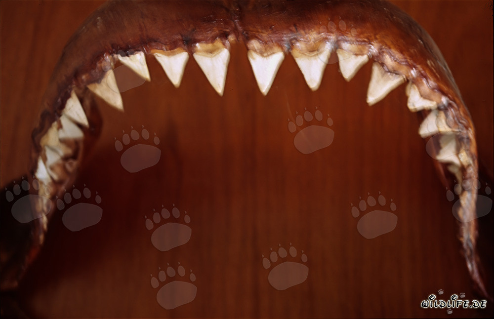 Impresionante dentadura de un enorme tiburón blanco