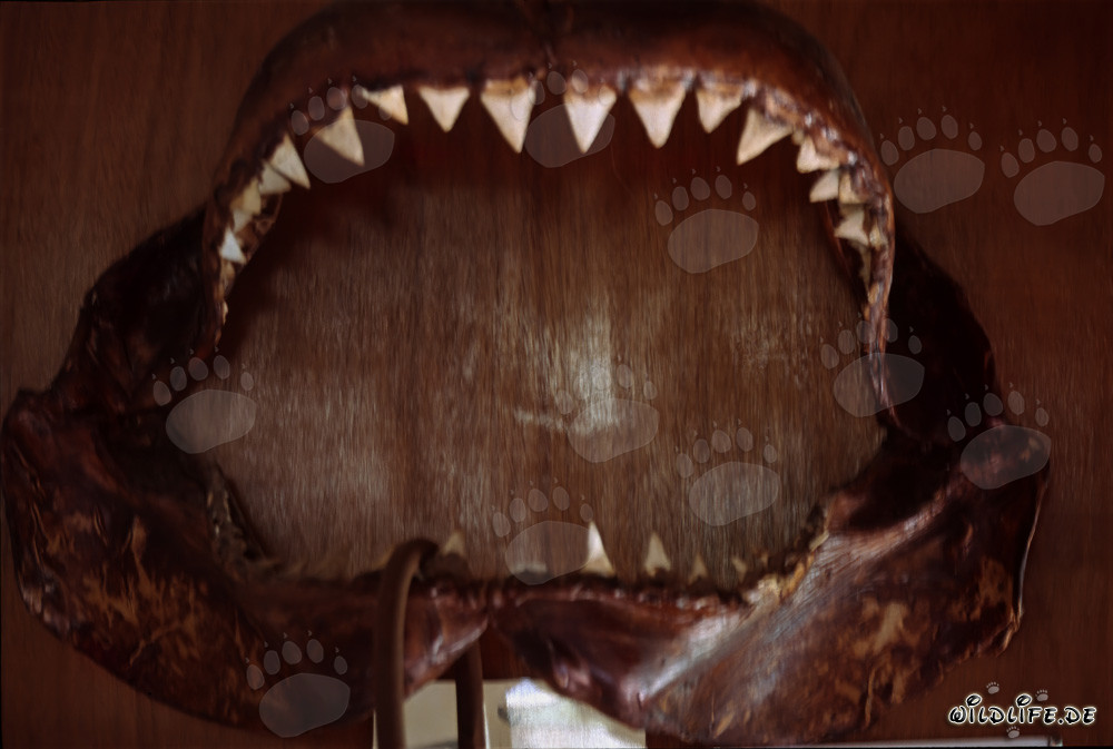 Grand requin blanc majestueux avec une impressionnante dentition