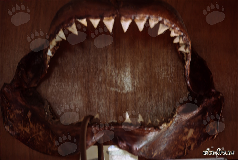 Majestic great white shark with impressive jaws