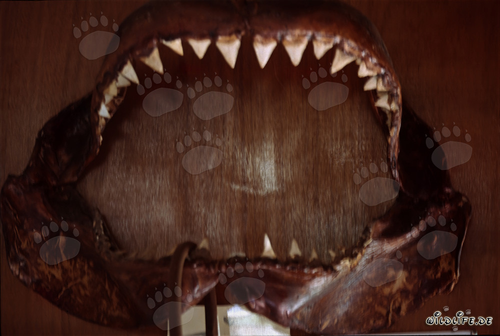 Maestoso squalo bianco con imponente dentatura